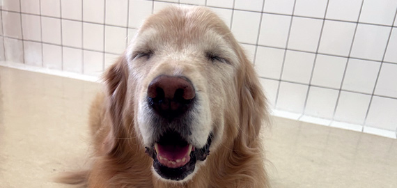 アニマルクラブ